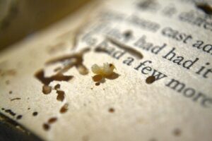 Bookworm in a damaged book