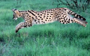 Southern Serval, leaping