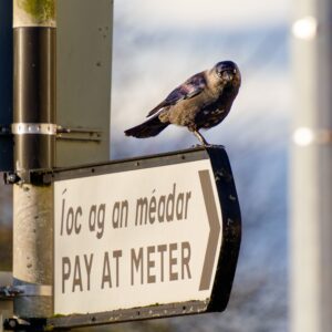 Lapwing on top of a sign saying "ĺoc ag an méadar" / "pay at meter"