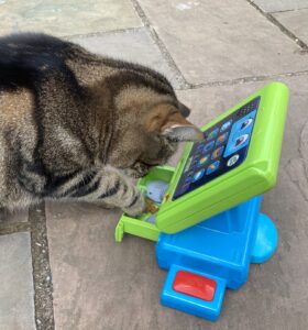 Cat rummaging in a toy till