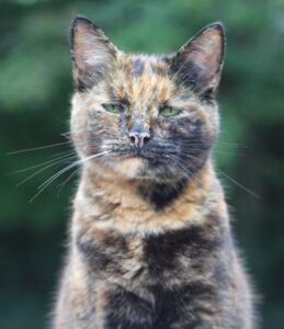 A Tortoiseshell Cat.