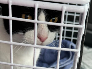 A cat in a transport cage