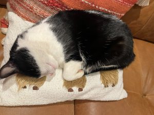 Very tired cat